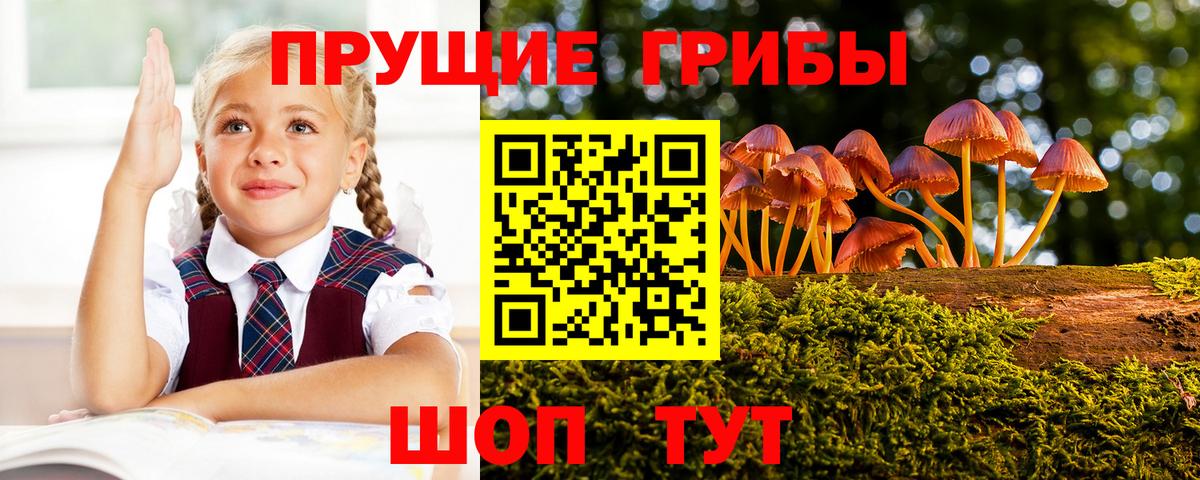 Галлюциногенные грибы Psilocybe  что такое   Тула  Вход с VPN 
